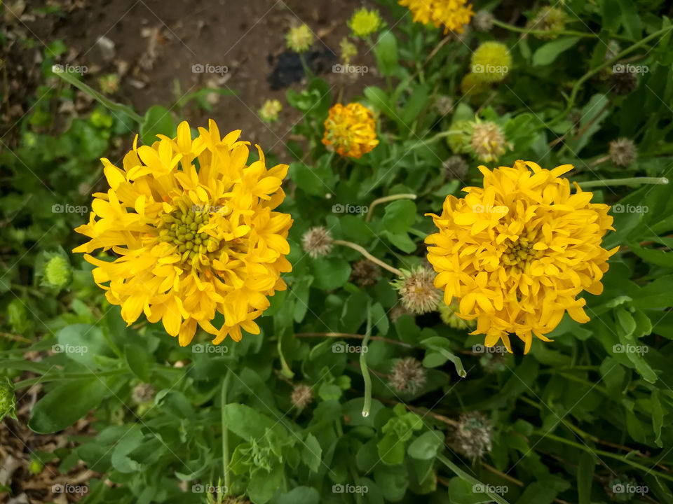 Beautiful Flower Marigold