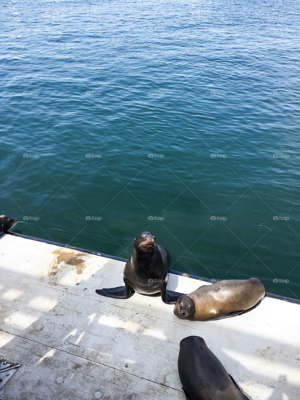 Sea lions