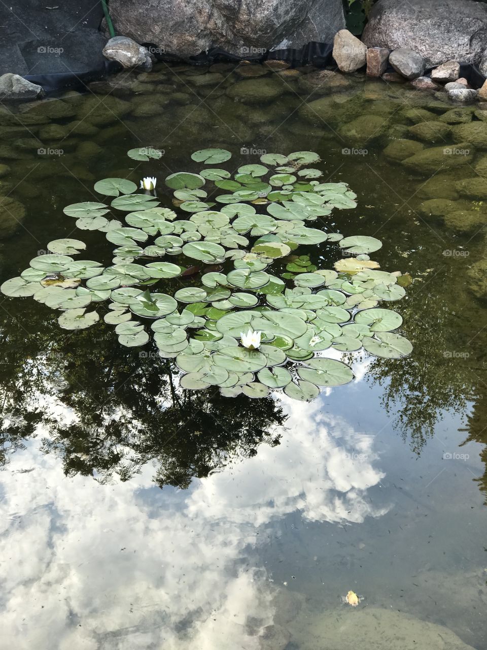 Water lily