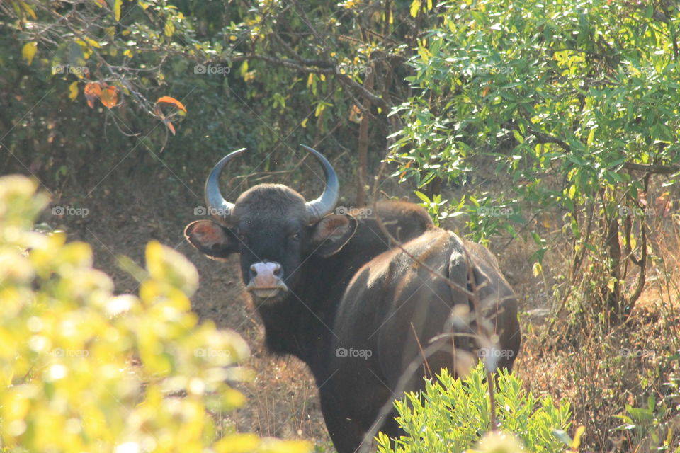 the Indian bison
bos gaurus