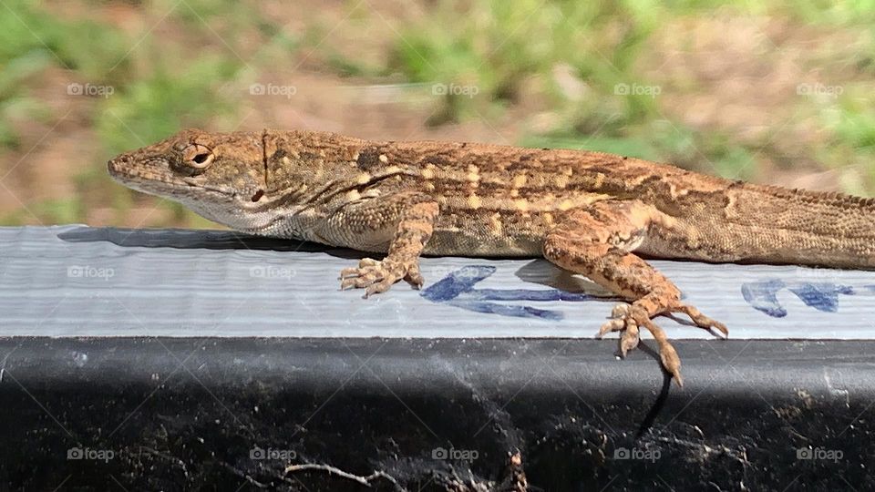 Male Lizard In Central Eastern Florida City Luring A Female Close By. Close-Up Observation Of The Reptile On A Metal Frame In Town.