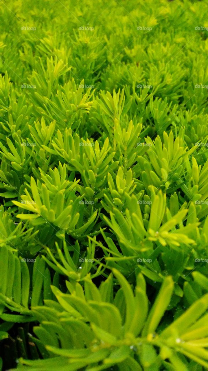 spring. fresh. green