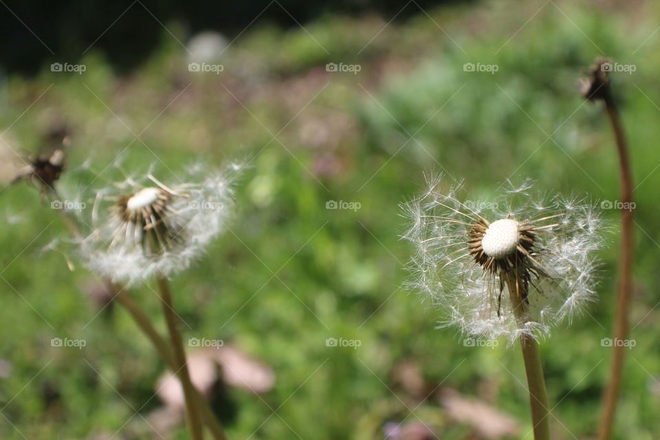 Two dandelions missing some of their petals