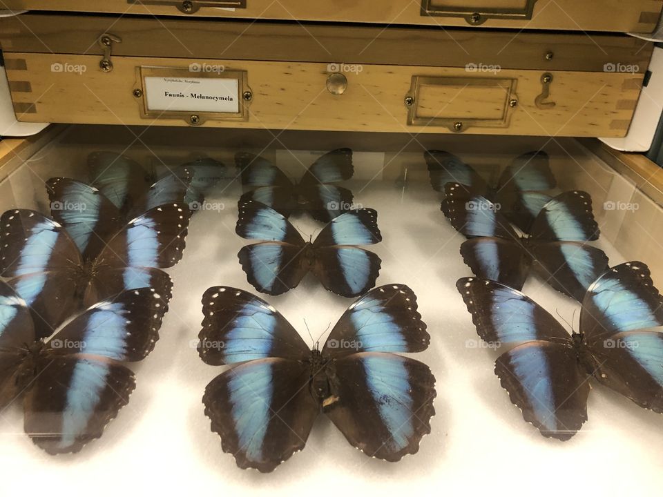 Butterfly specimens at the Peabody Museum in New Haven Connecticut 