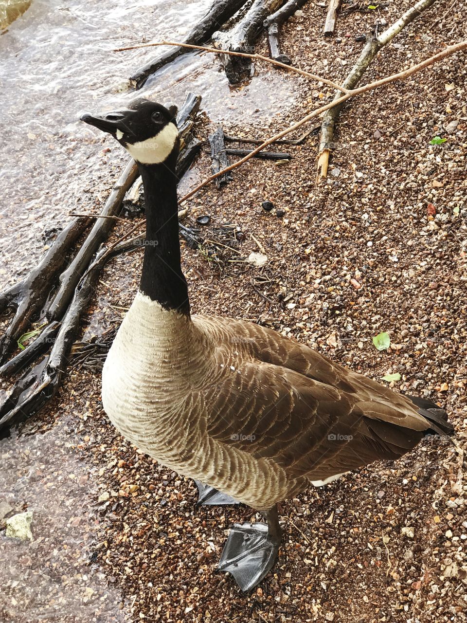 Goose