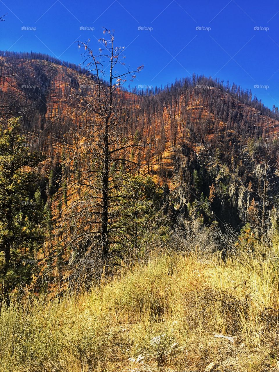 Payette River Mountain Fire