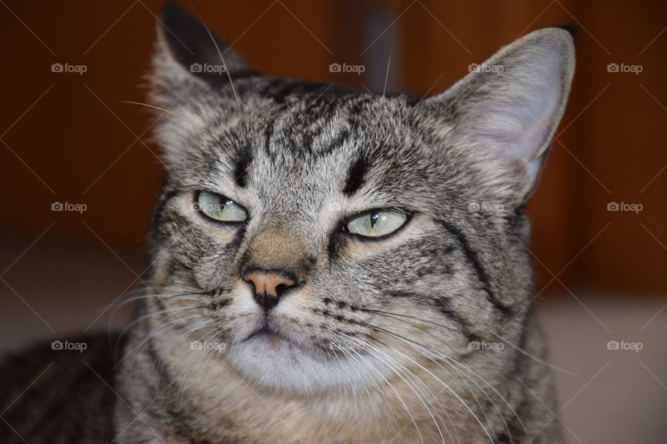 Domestic cat, pet, cat eyes