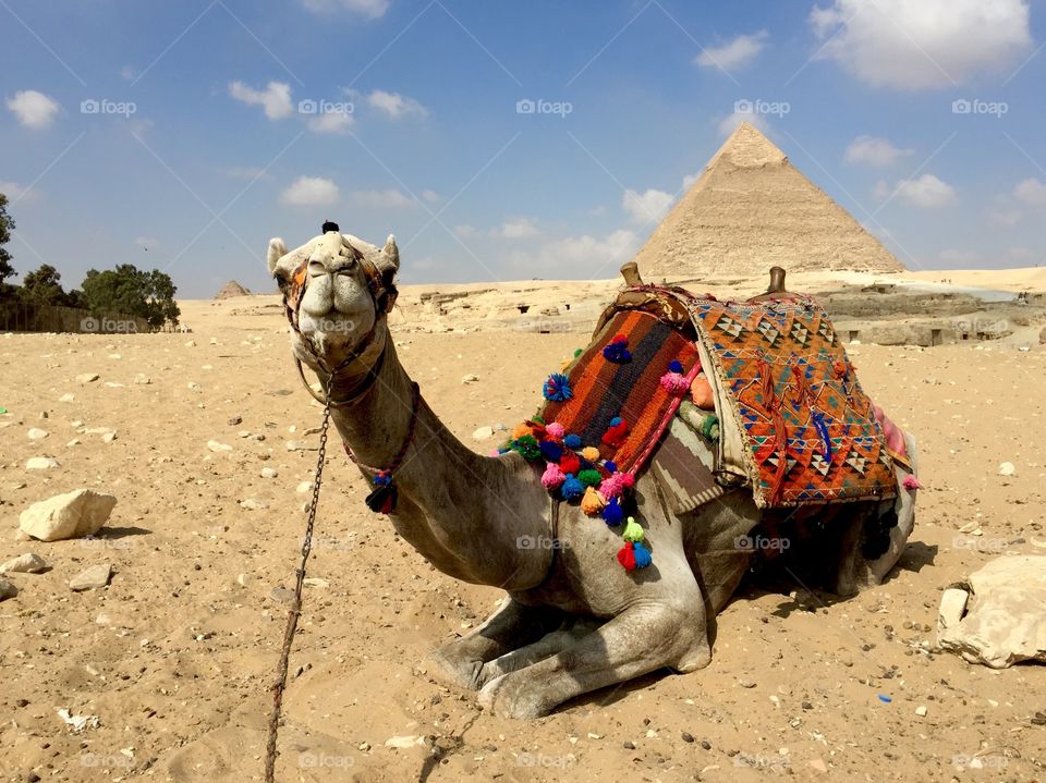 Camel at giza