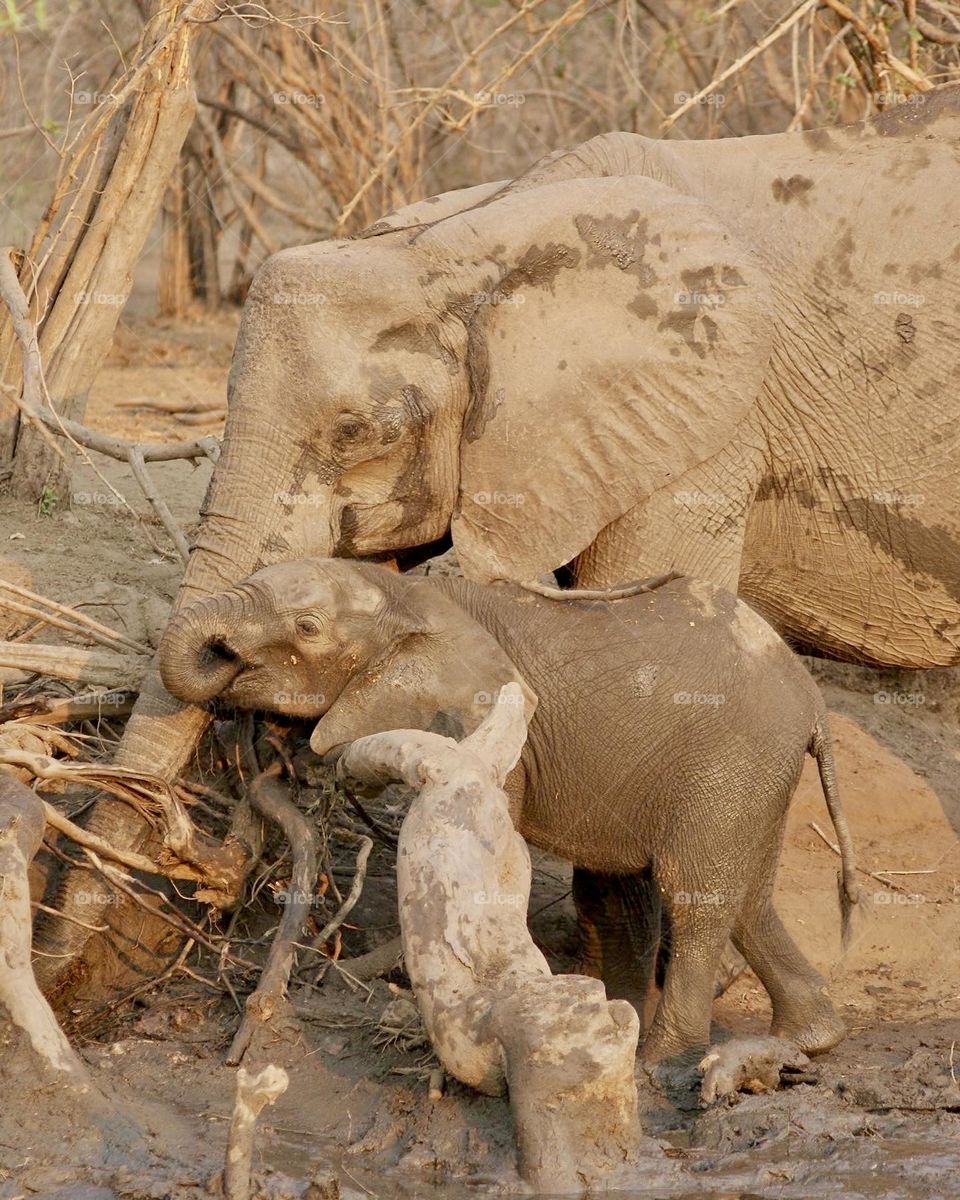 A mother and calf elephant drinking water 