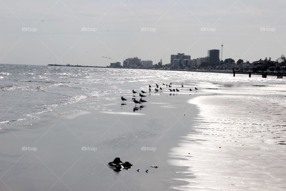 Beach and birds