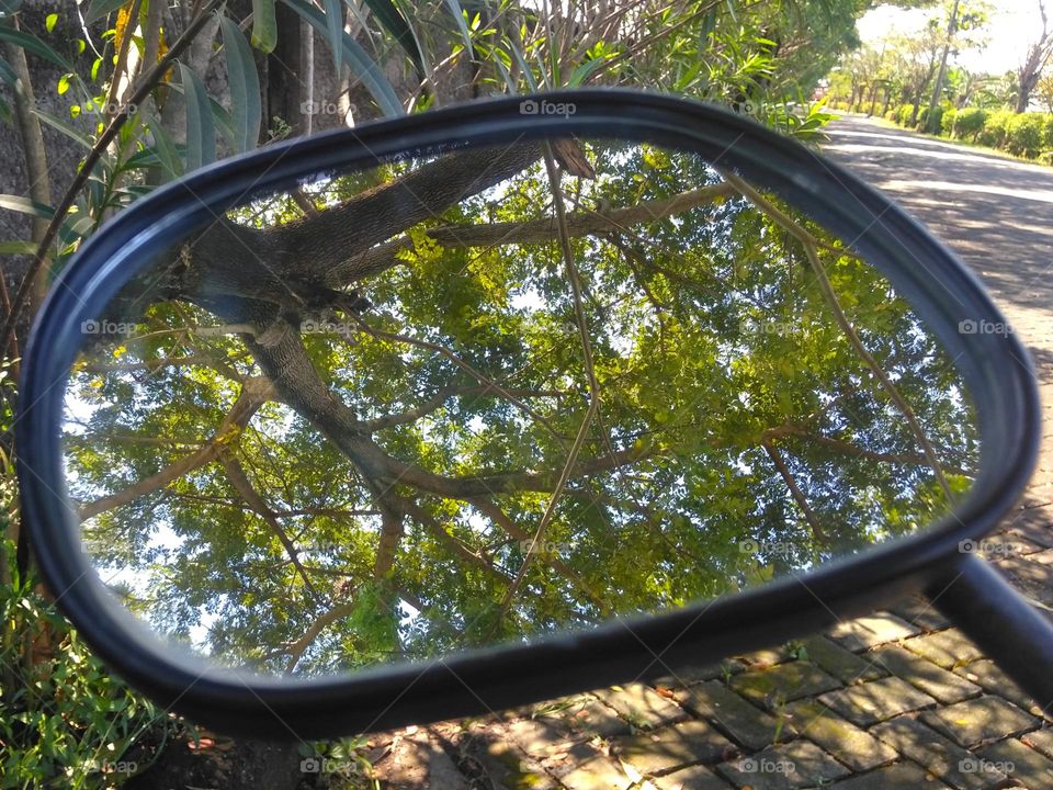 Plant and tree in the mirror