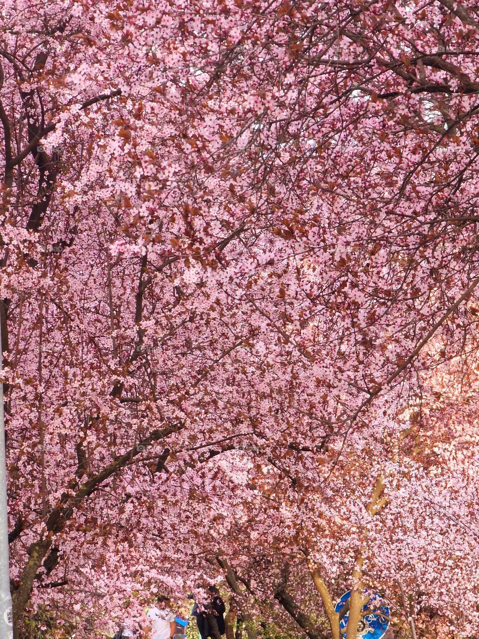 Japanese cherries, spring