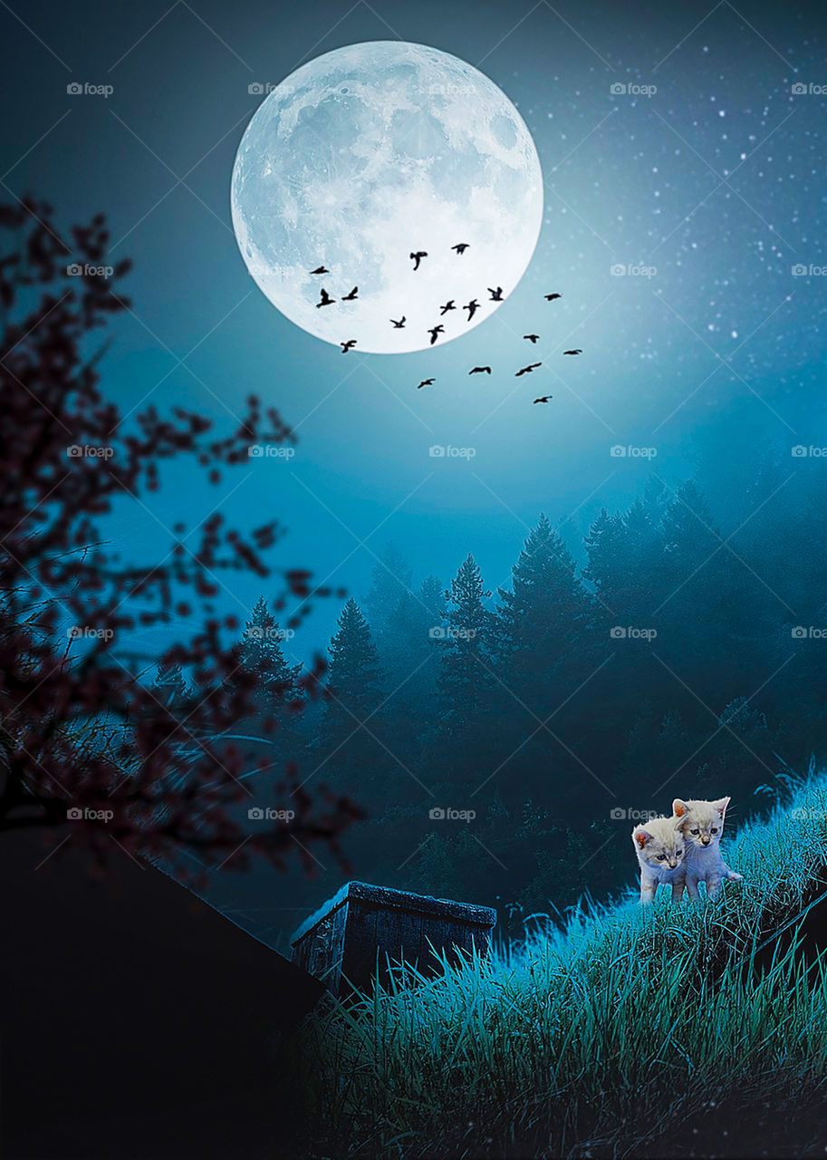 kätzchen im Mondschein