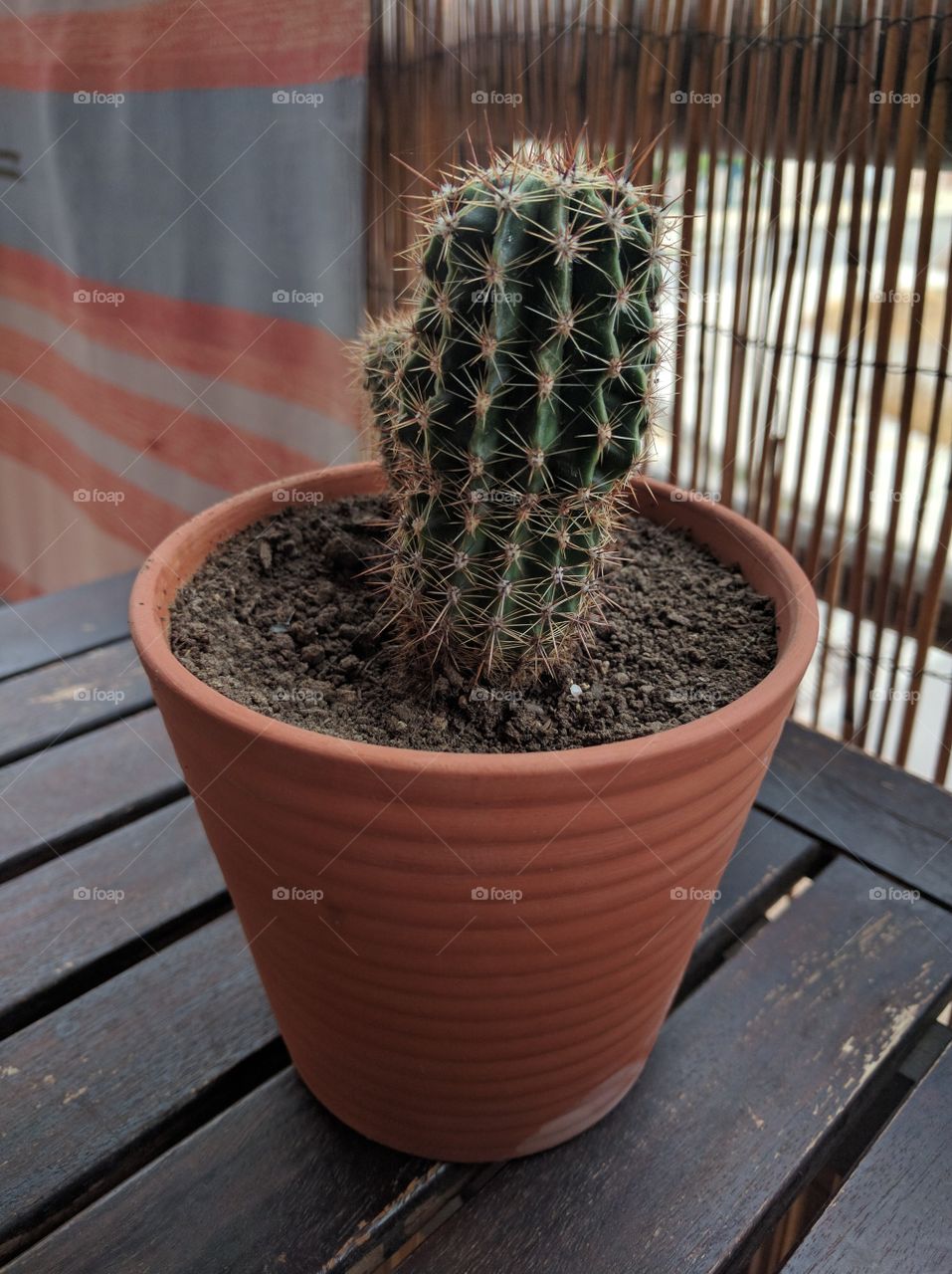 cactus