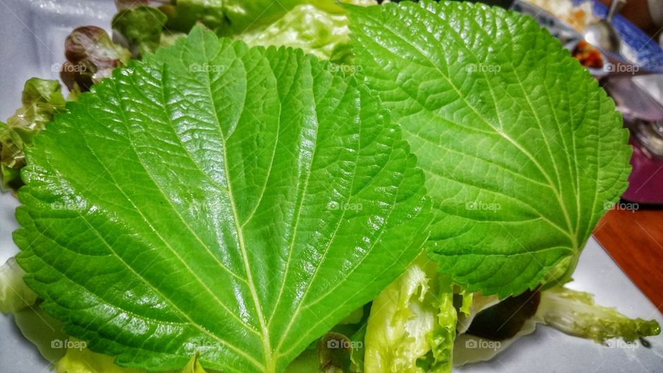 Fresh Perilla leaves that are useful in Asian cuisines, particularly Korean, Vietnamese and Japanese. A herb of the mint family, Lamiaceae, now classified under the single species Perilla frutescens.