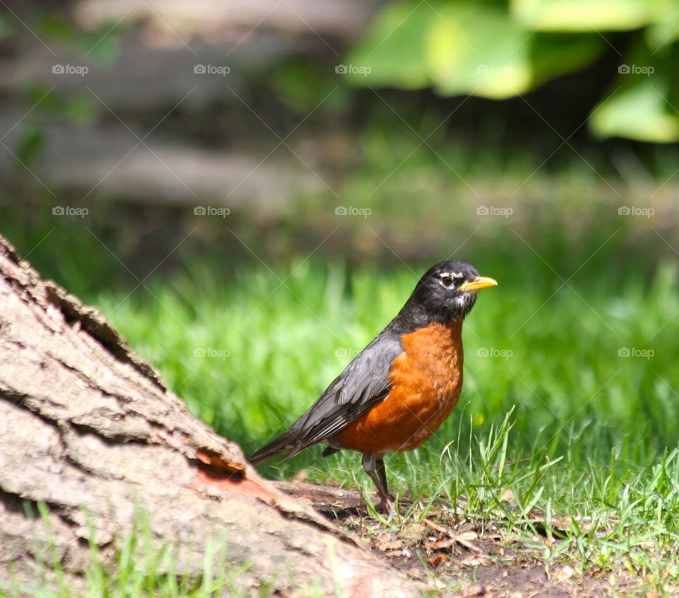 Robin in the Backyard