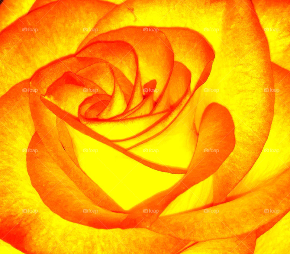 yellow red orange rose by delvec