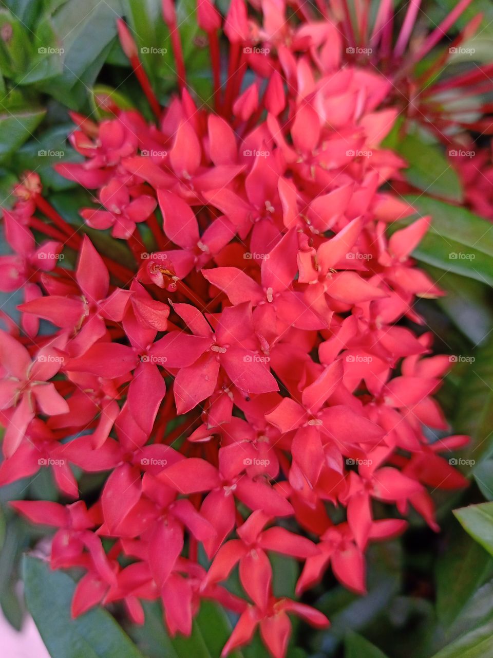 Beautiful Red Spike Flower