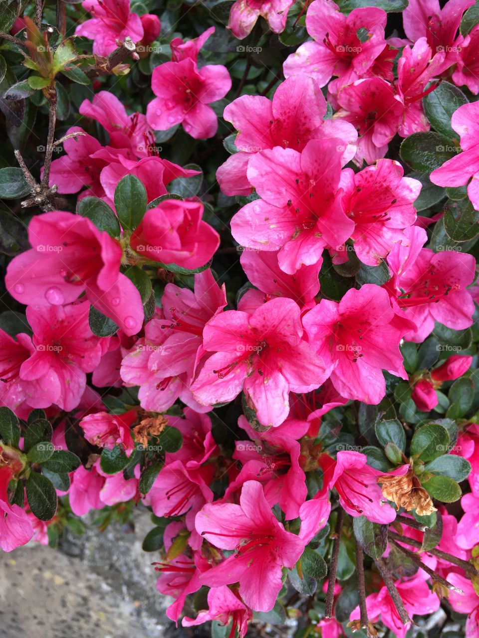 The pink flowers in full bloom, covered in raindrops and filling the lens with beauty. 