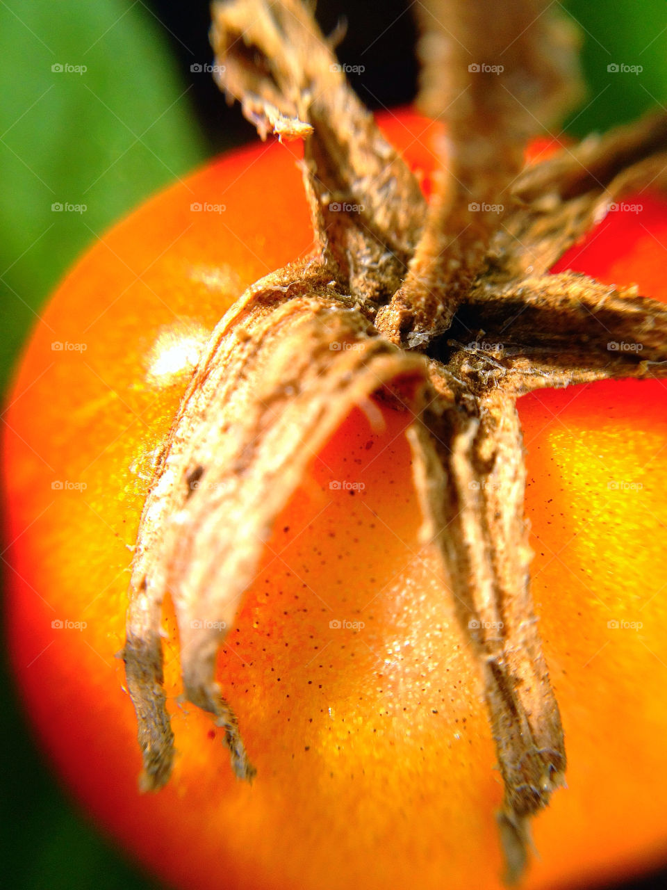 sweden garden macro close by elluca