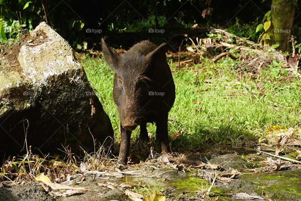 wild boar Hawaii