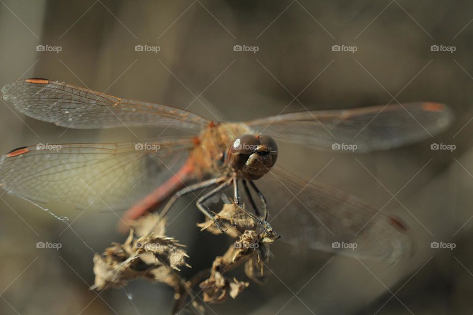 коричневый