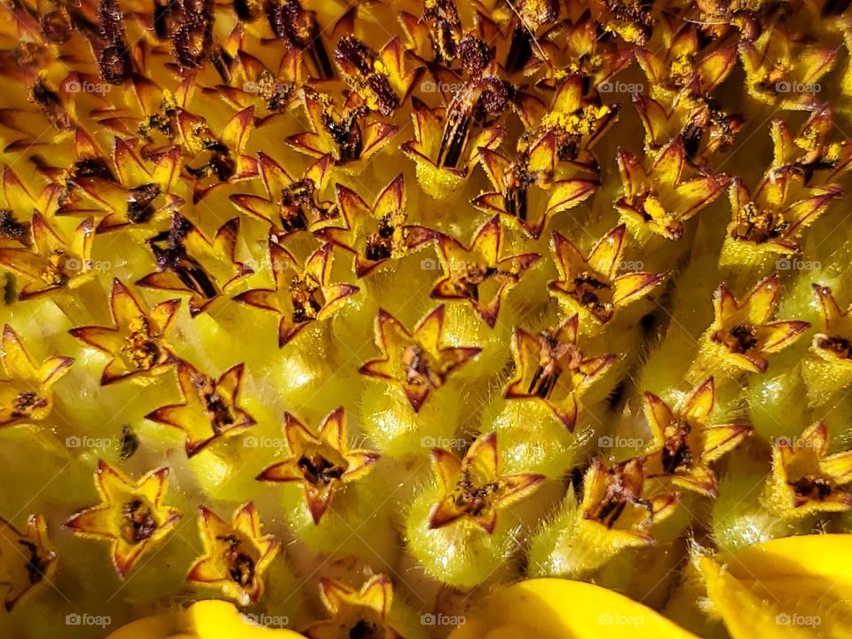 Closeup of the center of a sunflower at peak bloom