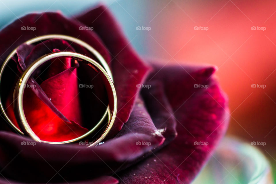 Two wedding rings of the newlyweds on a red rose