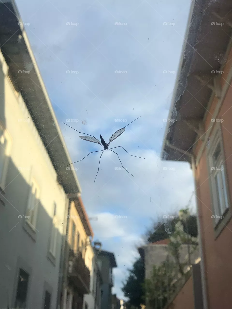 Mosquito
