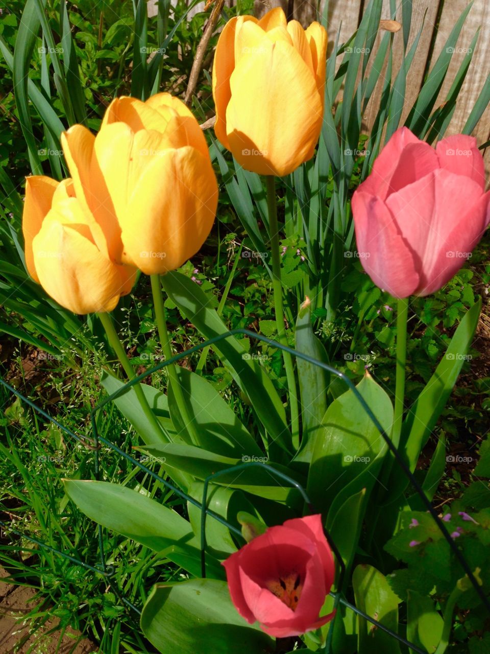 Tulips, flower, Spring, Summer, Flower Garden, Blooms