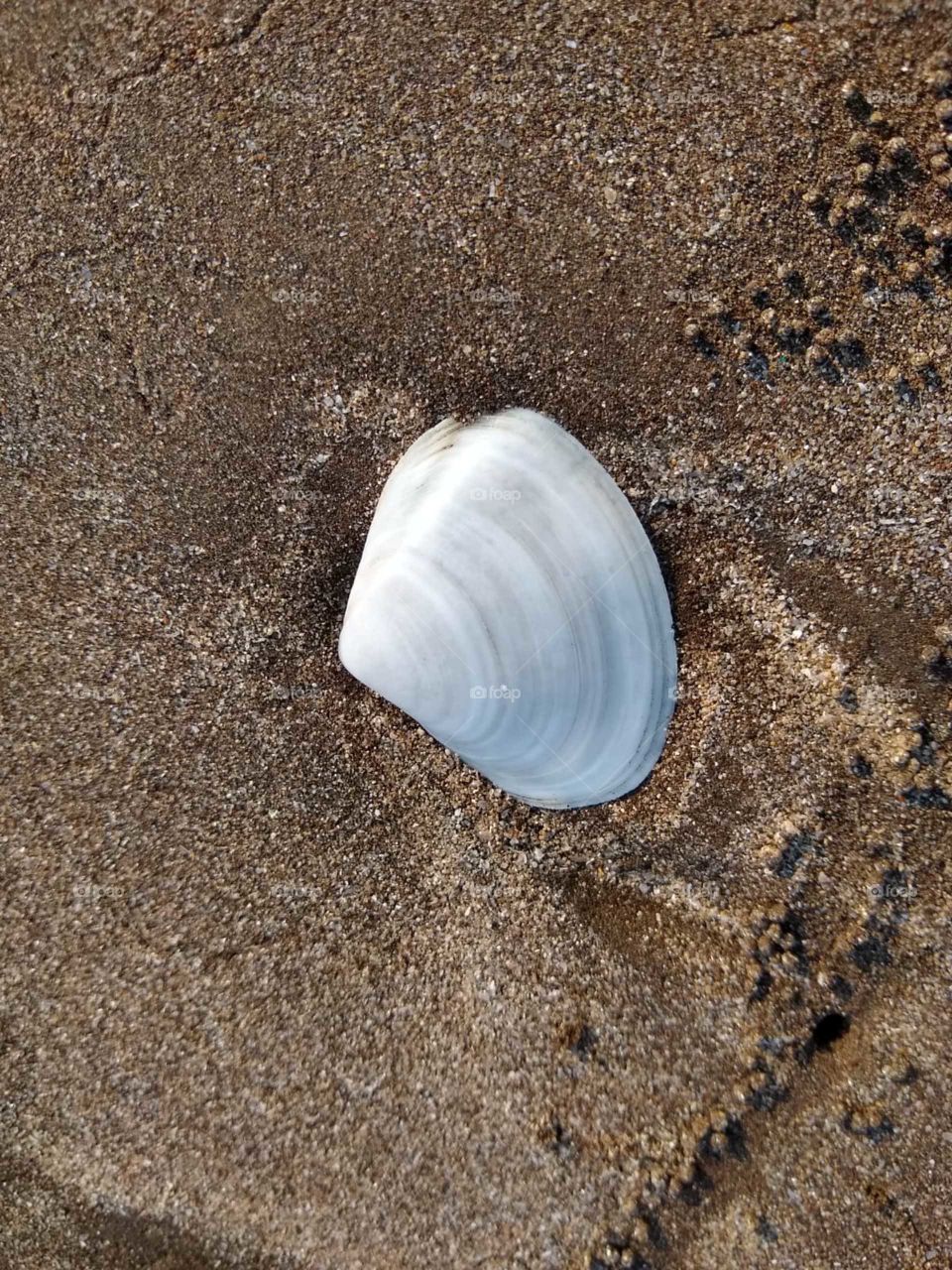 seashell
Beautiful sea life 
Gold of sea