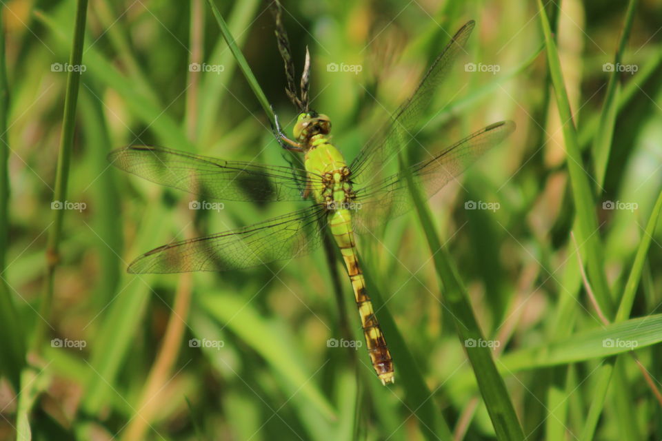 Green dragonfly resting on grass