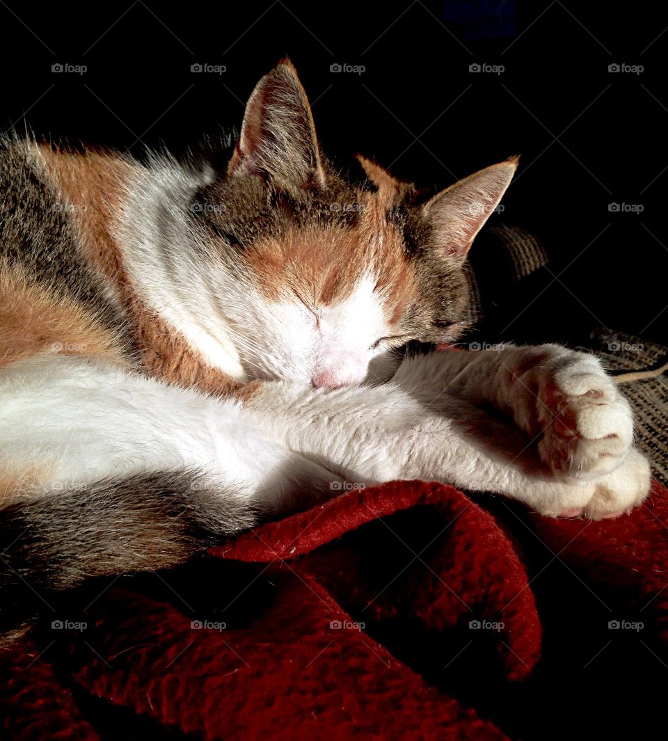 Sleeping Calico Cat, Tyson