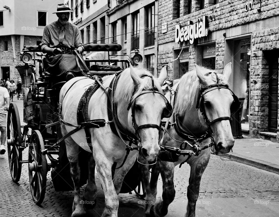 carrozza trainata da cavalli bianchi