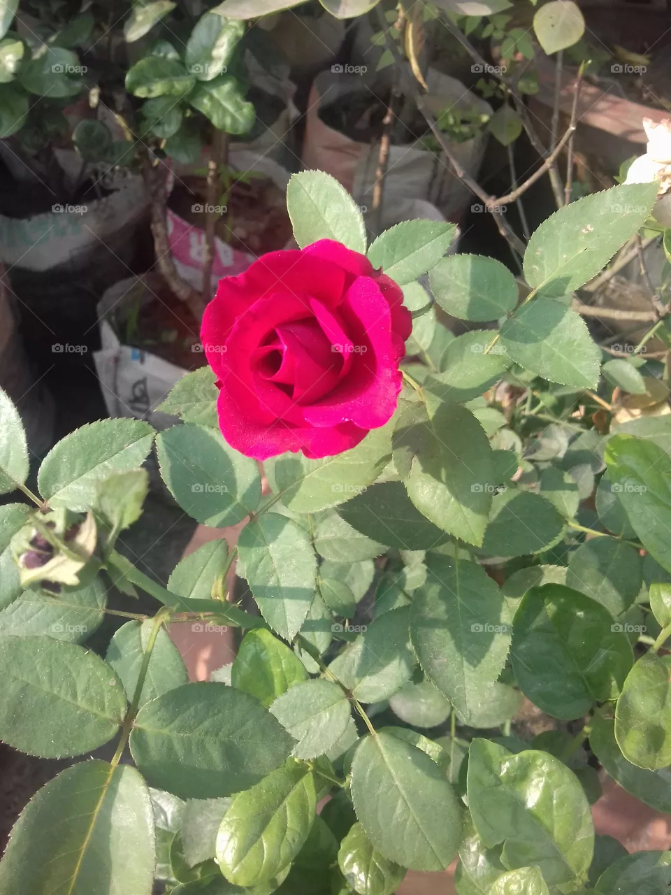 rose
