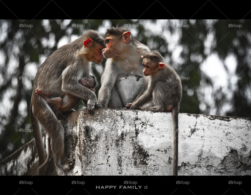 Monkey Quotes from BrainyQuote, an extensive collection of quotations by ... In January of 1995, my family and I moved to Seattle.