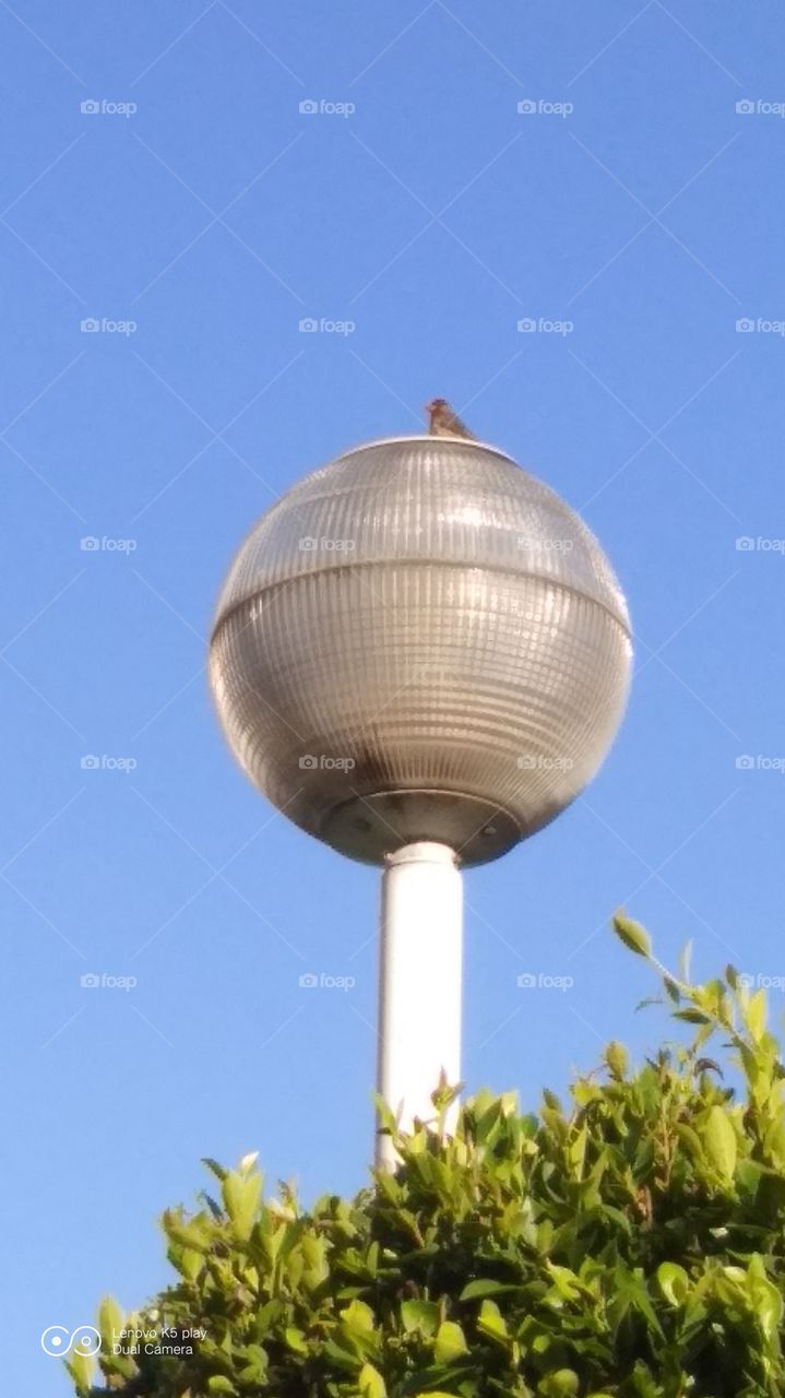 pajarillo parado sobre la lampara