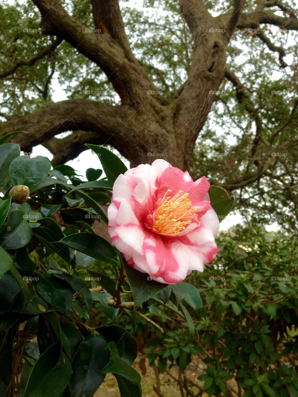 A Camellia 