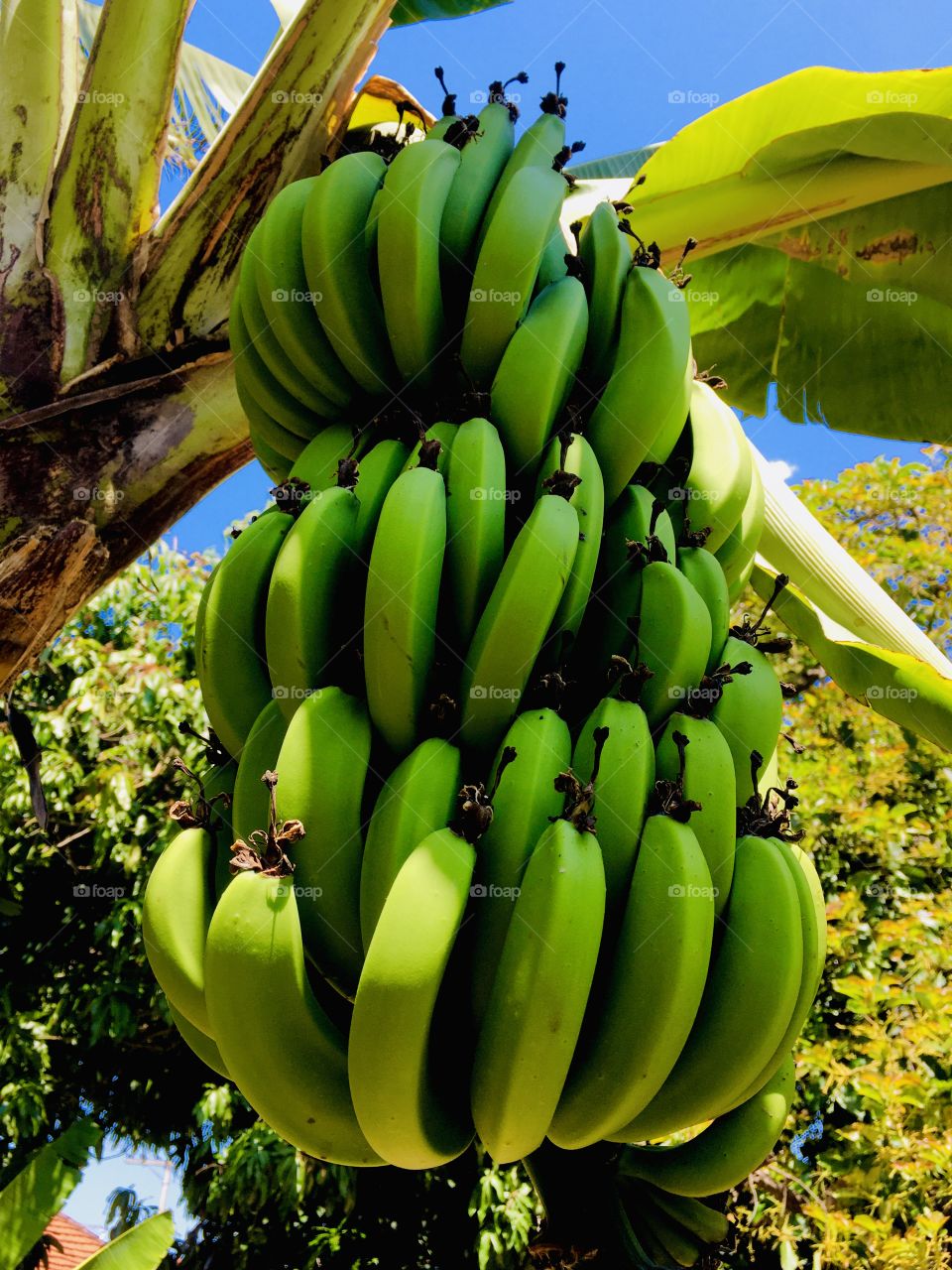 Meu bisavô Reynaldo quem começou a plantar bananeiras (junto com as uvas) aqui em Jundiaí. E como produzem!
🍌 
#banana #bananeiras #frutas #natureza #nanica #potássio