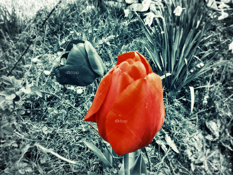 red flowers