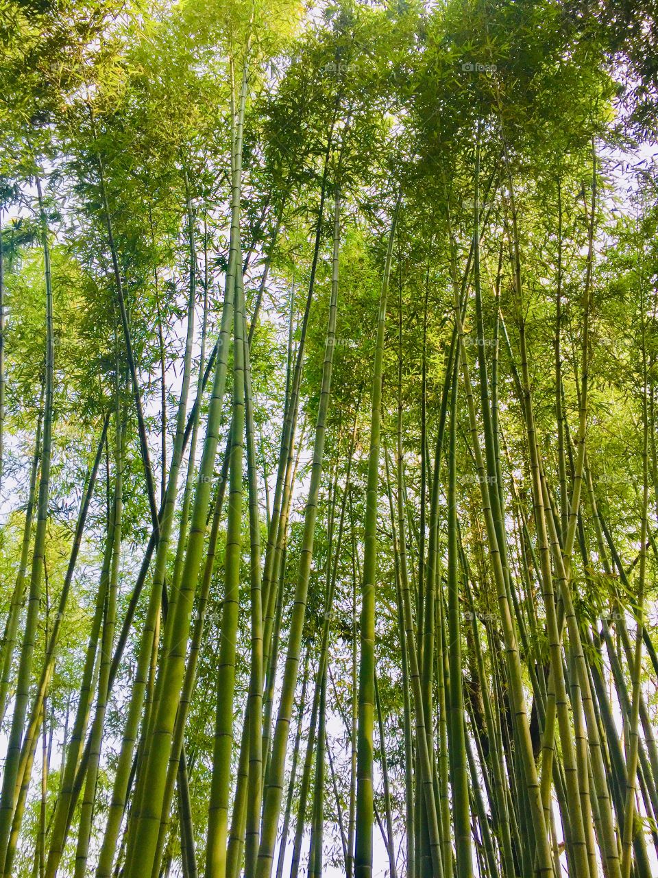 Bamboo Groves 
