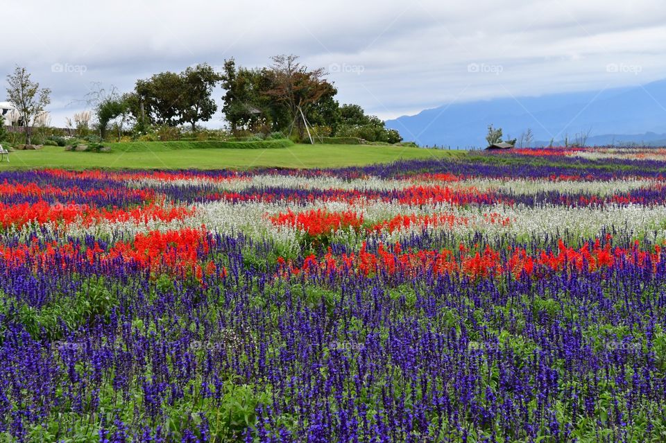 Beautiful flower fields