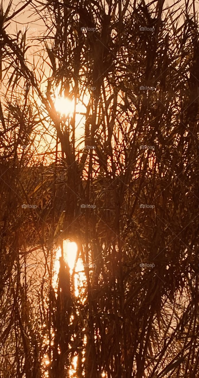 Sun Casting Sunbeams off Lake Waters into lakebed Trees and Cat Tail Grass. Sunbeam glistening off ripples of on Lake Waters. 