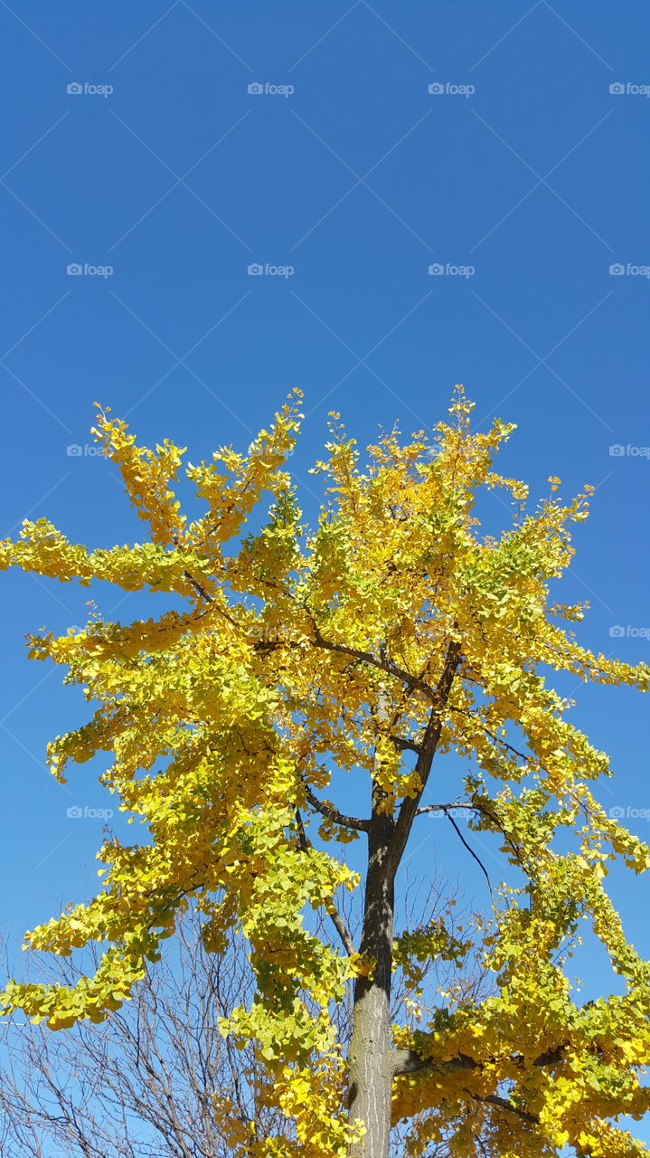 Autumn tree aginst blue sky