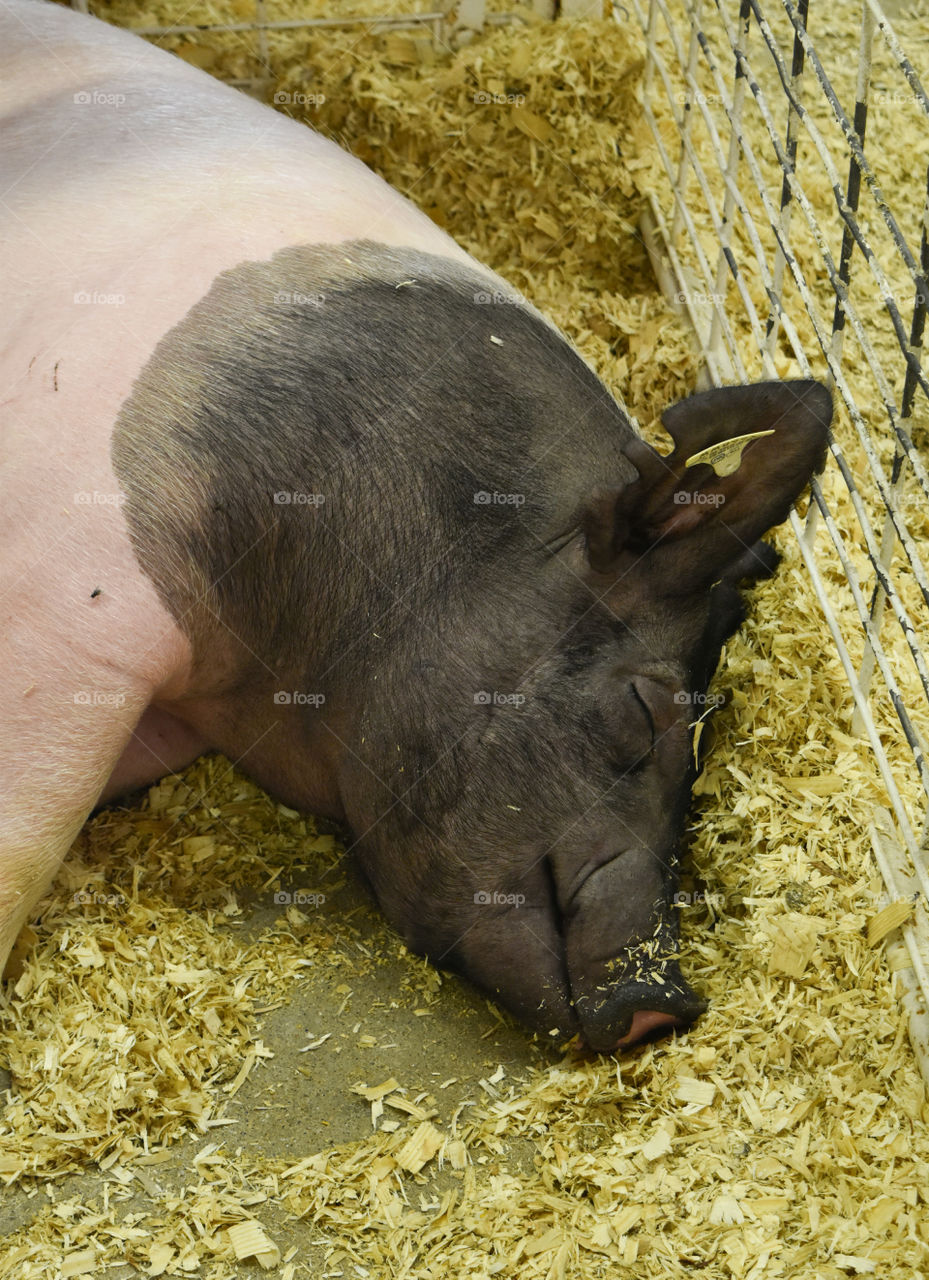 Pig sleeping at the state /county fair