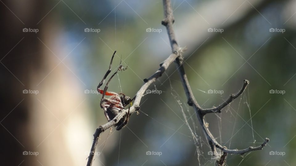 close up of an Australian orb spider on a tree branch with its web