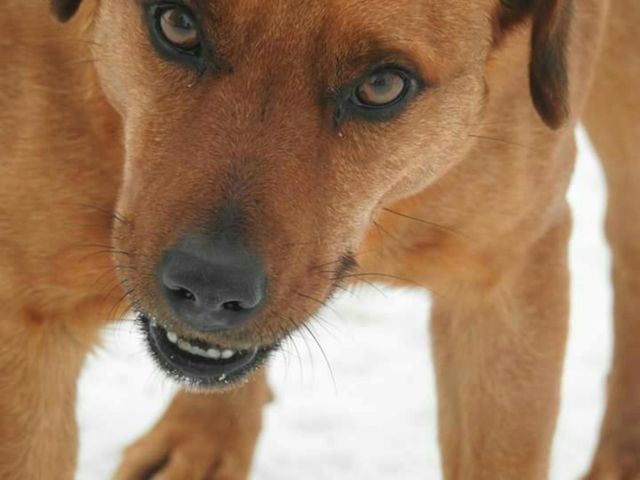animal dog