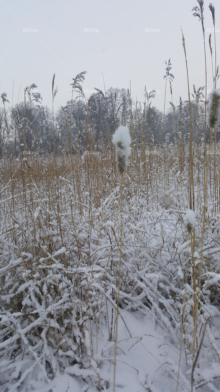 long grass in winter