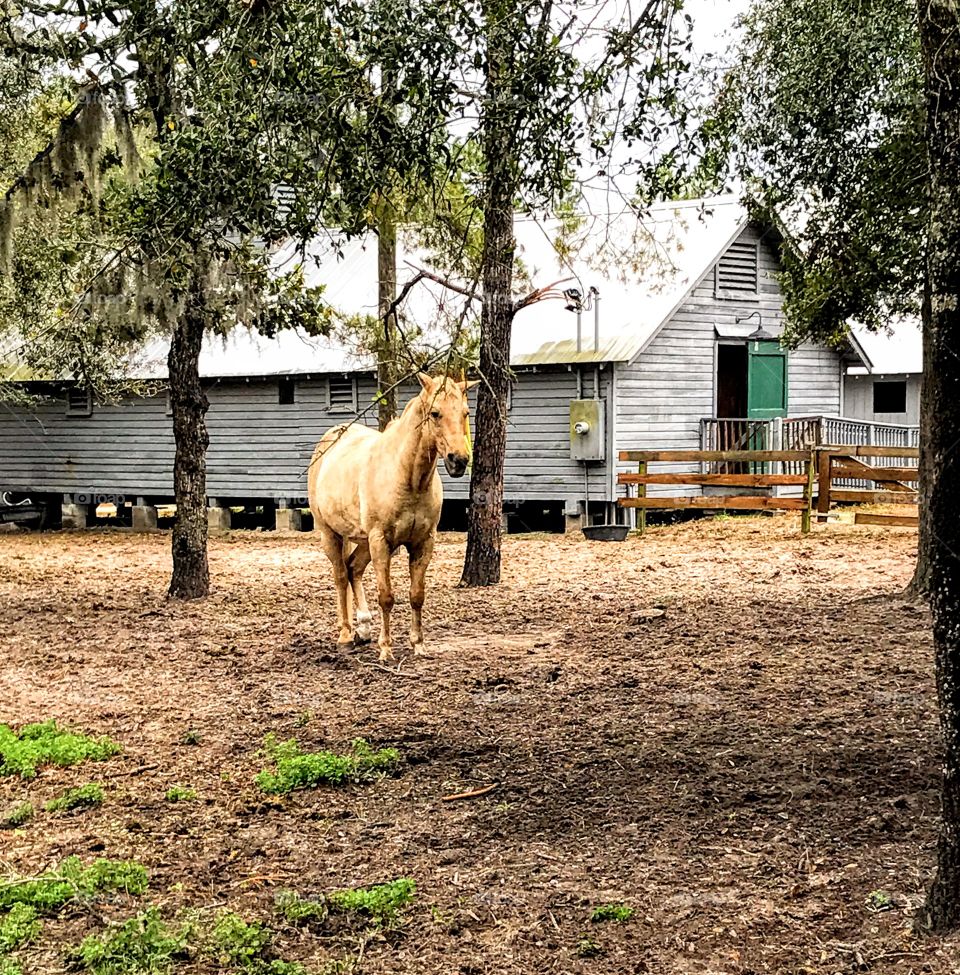 Horse and stable