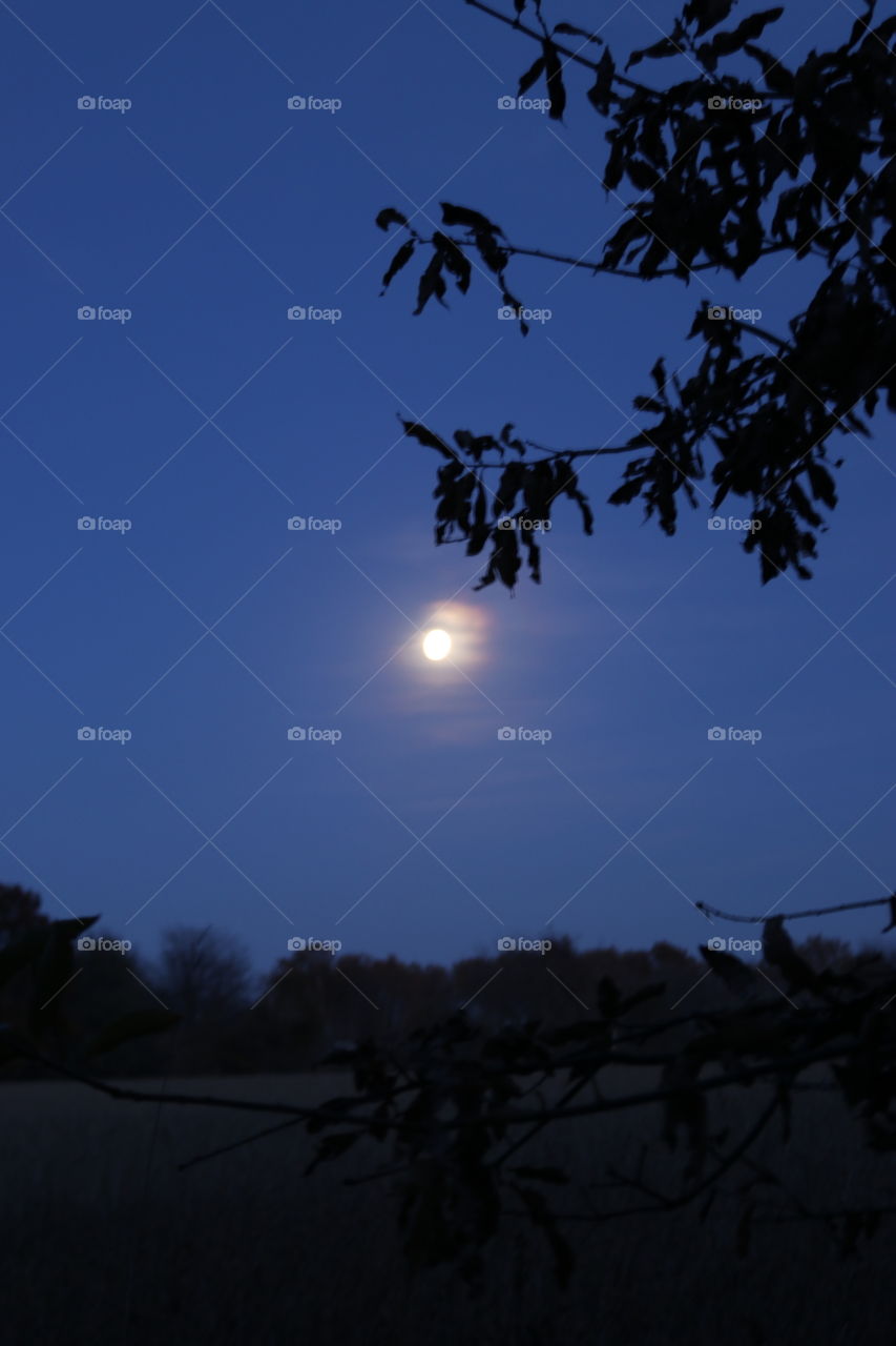 The moon rising over the trees.